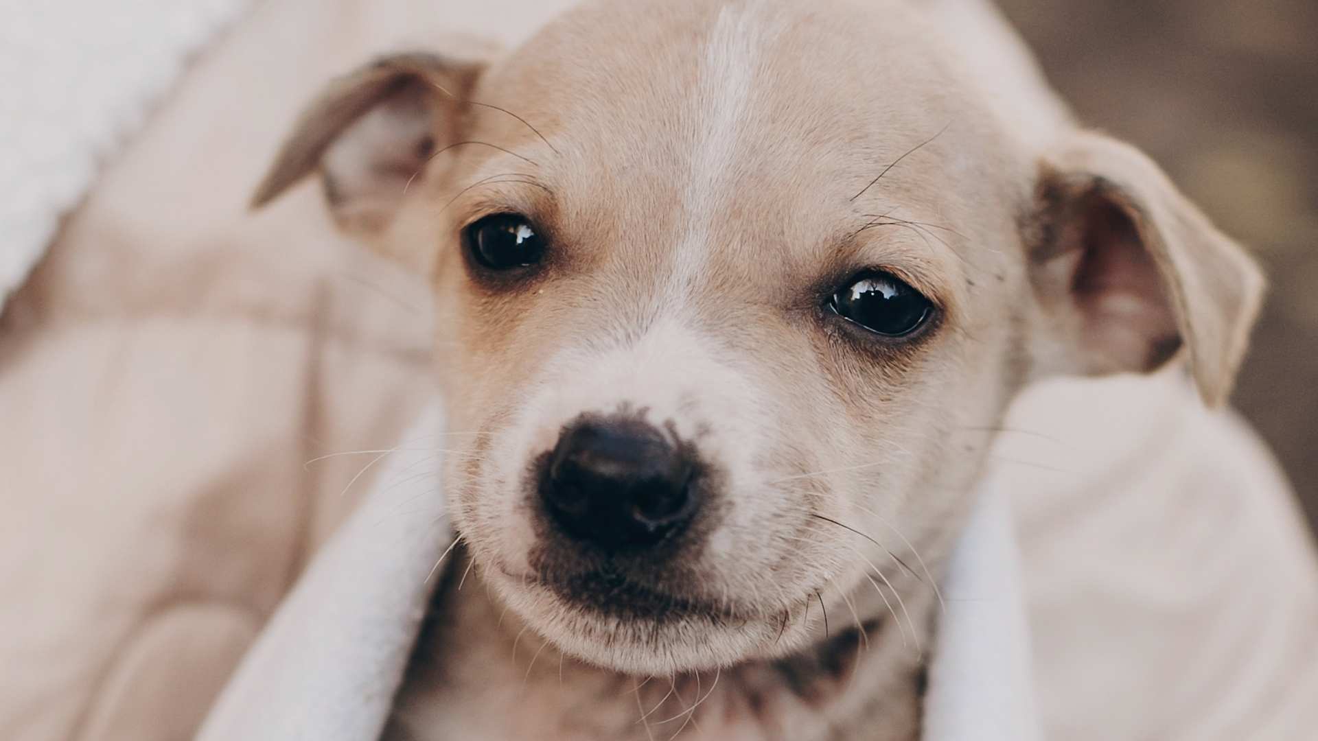 cachorrito con cara de pena